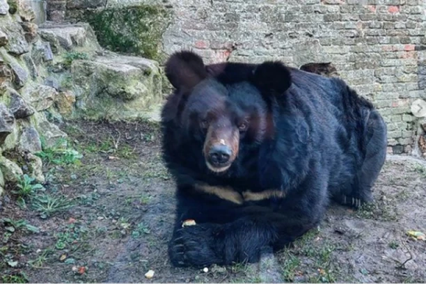 MEDVED UROŠ IZAŠAO IZ JAZBINE! Evo da li je video svoju senku i da li će nam se zima vratiti na velika vrata! (FOTO)