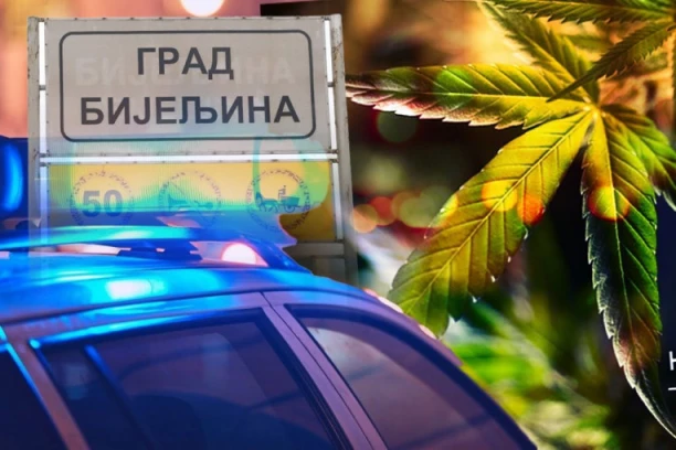 VELIKA ZAPLENA DROGE! Otkrivena plantaža indijske konoplje, uhapšene dve osobe