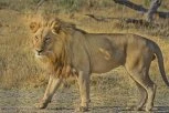 SELFI ODNEO JOŠ JEDAN ŽIVOT: Prišao kavezu s lavom da bi se slikali, a onda se u deliću sekunde dogodila tragedija
