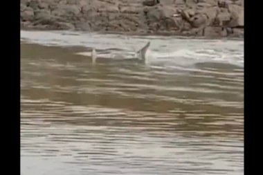 AJKULA ČELJUSTIMA NAPALA ČOVEKA DOK JE PLIVAO! Odgrizla mu deo noge, krvoločna neman zaronila, pa još više POVILENELA! (VIDEO)