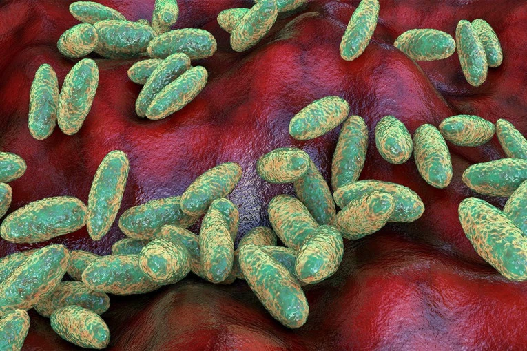 PANIKA U AMERICI, REGISTROVANA OPASNA BOLEST KOJA JE UBIJALA MILIONE! Otkriveno kako je osoba zaražena ''CRNOM SMRĆU''