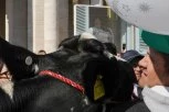POLJOPRIVREDNICI PAPI POKLONILI KRAVU! Farmeri traktorima upali na Trg Svetog Petra u Vatikanu (FOTO)