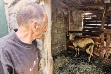 MEŠTANI U ŠOKU, OVO NE PAMTE NI NAJSTARIJI! Domačin ušao u TOR,  a kada je pogledao prema svom stadu, usledio ŠOK, nesrećnoj životinji nije bilo spasa