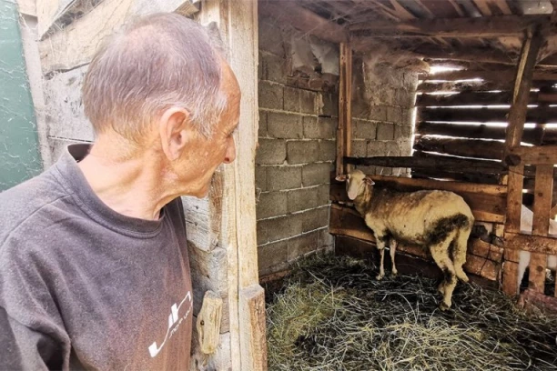 MEŠTANI U ŠOKU, OVO NE PAMTE NI NAJSTARIJI! Domačin ušao u TOR,  a kada je pogledao prema svom stadu, usledio ŠOK, nesrećnoj životinji nije bilo spasa