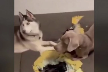 PSI SU NAPRAVILI OGROMNU RUPU U SOFI: Vlasnica je prišla da pogleda štetu i zapanjila se kad je shvatila šta se krije ispod kreveta! (VIDEO)