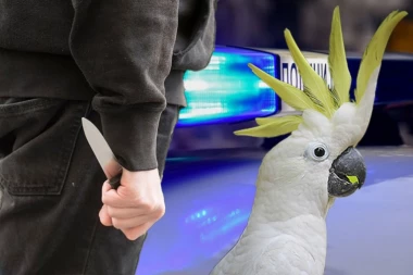 GOLIM RUKAMA PAPAGAJU OTKINUO GLAVU, PA SLIKE UBIJENE ŽIVOTINJE SLAO SUPRUZI I NJENOJ KUMI! Nezapamćeno nasilništvo u Beogradu! OGLASILI SE NADLEŽNI!