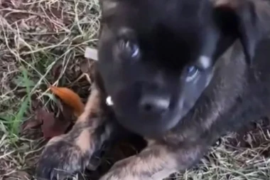 KUPILA JE ŠTENE PUTEM INTERNETA: Kada je počelo da raste otkrila je neverovatnu istinu o svom ljubimcu, on nije to što je mislila (VIDEO)