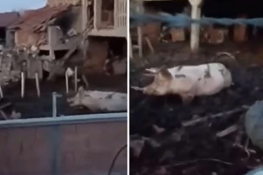 UZNEMIRUJUĆI SADRŽAJ! Stariji muškarac izvodi stravična mučenja nad životinjama: Svinji lopatom POLOMIO KIČMU! (VIDEO)