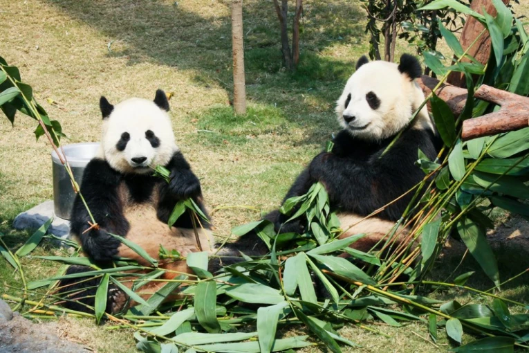 PEKING OBNAVLJA ''PANDA DIPLOMATIJU'' Kina planira da pošalje ovoj državi poseban poklon kao znak smanjivanja tenzija!