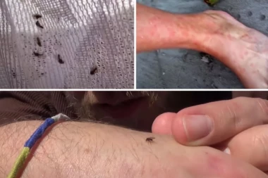 U SRBIJI SE POJAVILE VEOMA OPASNE PEŠČANE MUŠICE! Prenose dve smrtonosne bolesti! NAJGORE JE ŠTO IH NE VIDITE! (VIDEO)