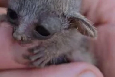 ŽENA PRONAŠLA SIĆUŠNO BIĆE U DVORIŠTU: Plakalo je kao BEBA, pogledajte šta se dalje desilo (VIDEO)