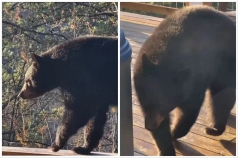 POGLEDAO JE KROZ PROZOR I ZANEMEO: Na terasi je ugledao medveda, ono što je životinja uradila zapanjilo je ljude na mrežama! (FOTO+VIDEO)