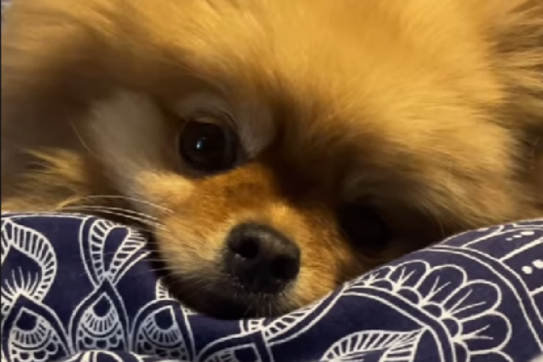 Nina Đogani Instagram