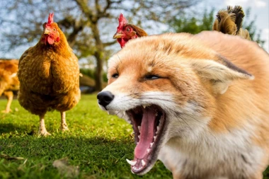 ČIME LI JE HRANE DOMAĆINI?! Ljudi gledali DVOBOJ lisice i kokoške pa se KRSTILI: Ovo do sada nije viđeno! (VIDEO)