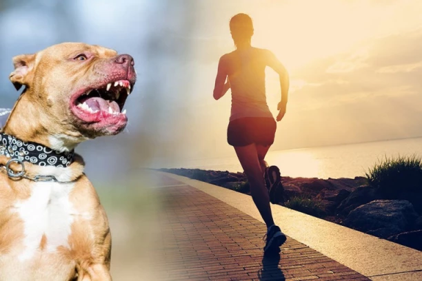 ŽENU RAKOMADALI PSI: Tri američka staforda odnela život na surov način!