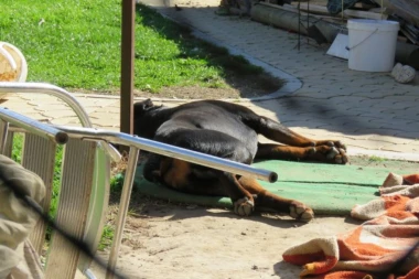 TUGA DO NEBA: Pas zavijao celu noć ispred kuće strave u Novom Sadu posle svirepog ubistva!
