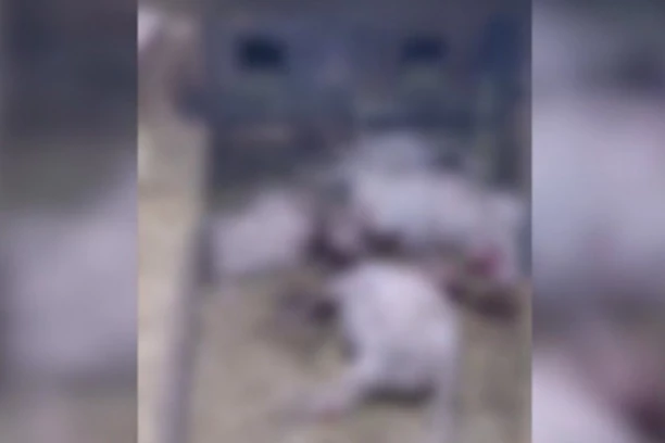 UZNEMIRUJUĆI VIDEO POKLANIH JAGANJACA! Dečak (13) ih sekirom krvnički ubio, cela porodica devijantna - majka ih napustila, brat SILOVAO rođene sestre, otac od muke šlogirao! (VIDEO)