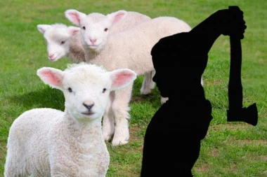 SEKIROM IM RAZBIJAO GLAVE! HOROR U SELU KOD VRŠCA: Dečak (13) ubio 12 jaganjaca! (FOTO)