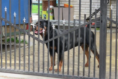 PRVI PUT JE OVAKO NEOBIČNO MIRAN: Komšije kažu da je pas Brnja prisustvovao zločinu, iza zaključane kapije tužno gleda i ćuti