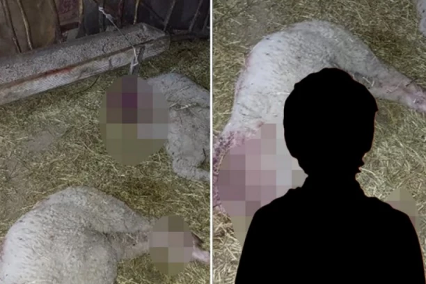 DEČAK KOJI JE UBIO JAGNJAD SEKIROM, VEĆ MUČIO ŽIVOTINJE: Klao je kokoške komšijama, ljudi su se već žalili na njega!