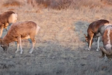 POLJOPRIVREDNIK OPTUŽEN ZA GENETSKI INŽENJERING: Uzgajao mutant ovce teže od 140 kg i masno zarađivao na preprodaji (VIDEO)