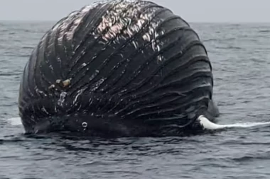 NORVEŠKI RIBARI PRETRNULI OD STRAHA: Plovili unutar arktičkog kruga, pa primetili nešto čudno, otkriće ih je prenerazilo (VIDEO)