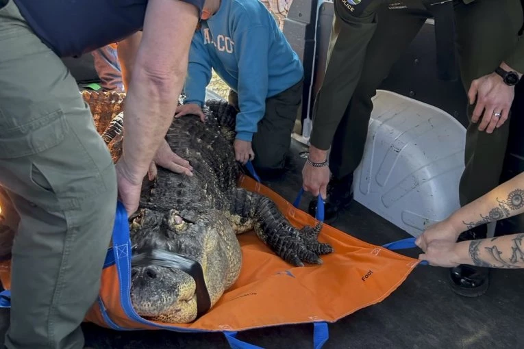 ALIGATOR MU BIO KUĆNI LJUBIMAC, PUŠTAO GA DA SE BRČKA SA DECOM U BAZENU! Policija pronašla u kući grdosiju od 340 KILOGRAMA, evo ŠTA im je rekao vlasnik! (FOTO)