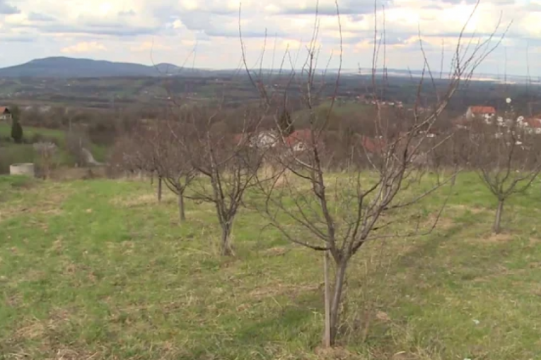 Voćnjak Anđele Šparavalo 