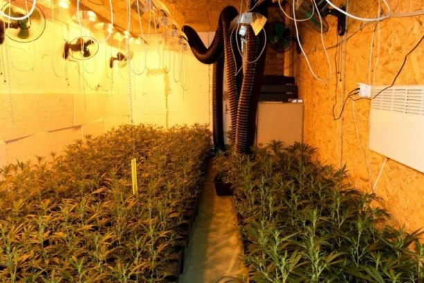 OTKRIVENA LABORATORIJA ZA MARIHUANU! Zaplenjena velika količina narkotika, uhapšeno više osoba! (FOTO)