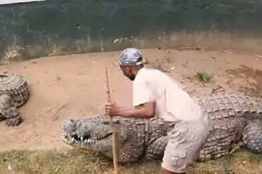 ČUVAR ZOO VRTA UMALO OSTAO BEZ RUKE! Zver ga ŠČEPALA čeljustima, kamere usnimile JEZIVU scenu! (VIDEO)