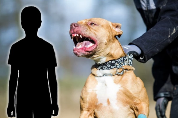 HOROR U RAKOVICI! Pas krvnički izujedao DETE!