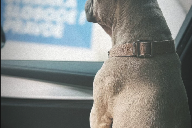 Asmin Durdžić Instagram