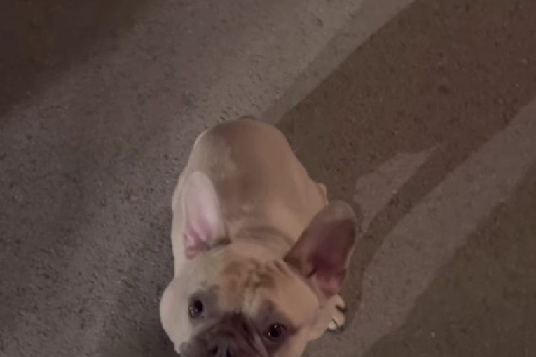 Asmin Durdžić i Stanijin pas Pablo 