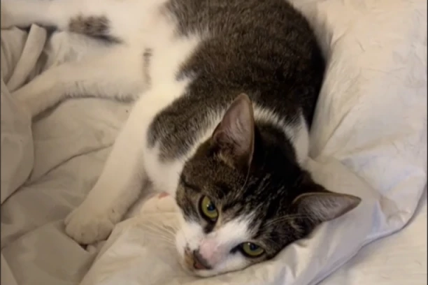 MAČKA SE SAMA UKRCALA NA VOZ I KRENULA U NEVEROVATNU AVANTURU! Filmska priča iz Nemačke! NA KRAJU ZAVRŠILA I U POLICIJI!