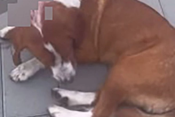 PAS U JAGODINI UPUCAN U GLAVU! Danima bio u strašnoj agoniji na ulici, svi ga zaobilazili! (UZNEMIRUJUČI VIDEO)