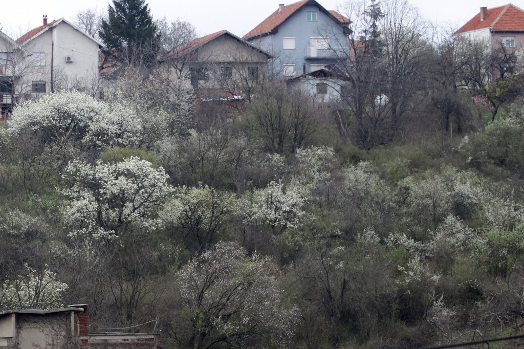 Miljana Kecmanović pokušala da imovinu prepiše na druga lica