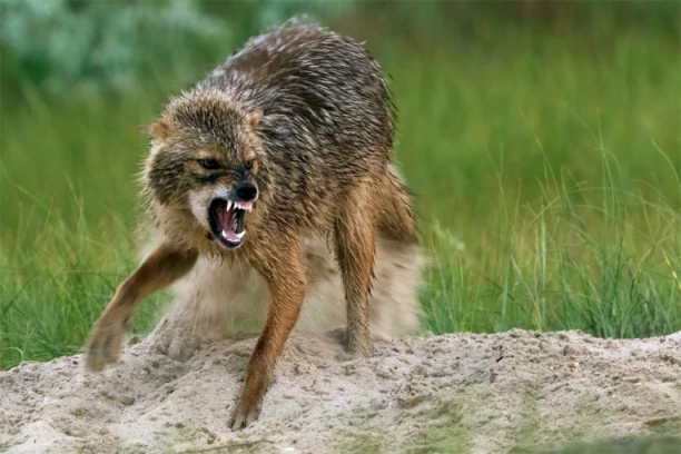 NAJEZDA ZVERI NA JUGU SRBIJE! Lovci odmah povećali kvote za odstrel