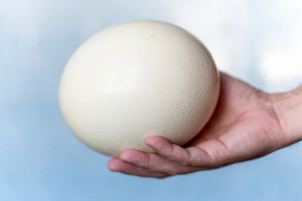 NESVAKIDAŠNJI PRIZOR NA BEOGRADSKOJ PIJACI: Prodaje se NOJEVO JAJE! Evo koliko košta! (FOTO)