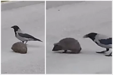 VOZAČ SE ZAUSTAVIO KAKO BI SNIMIO NEOBIČAN PRIZOR: Ljudi su gledali u neverici šta radi vrana i pitali se da li je to moguće! (VIDEO)