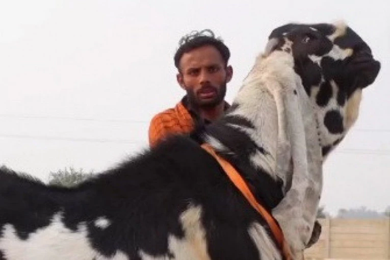 DA LI STE IKADA VIDELI OVAKO NEŠTO: Čudno stvorenje je zbunilo ljude na mrežama, svi nagađaju koja je životinja u pitanju! (VIDEO)