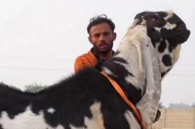 DA LI STE IKADA VIDELI OVAKO NEŠTO: Čudno stvorenje je zbunilo ljude na mrežama, svi nagađaju koja je životinja u pitanju! (VIDEO)