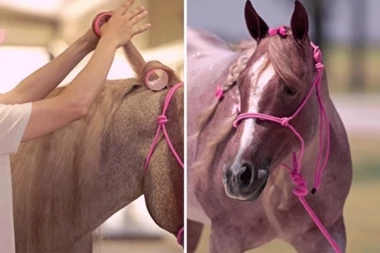 PONELA JE FIGARO, ŠLJOKICE I VIKLERE, PA UŠLA U ŠTALU: Zbog onoga kako konj sada izgleda svi PALI U TRANS  (FOTO/VIDEO)