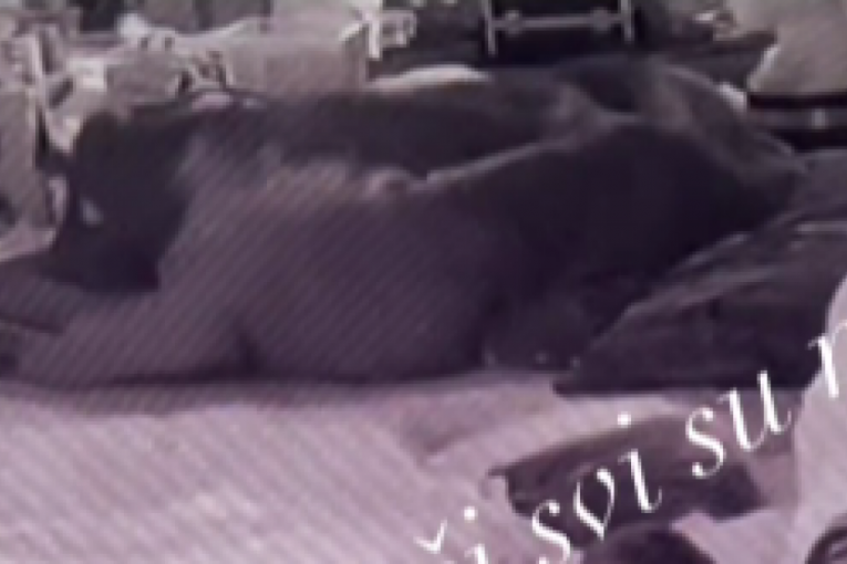 Maja i Stanislav vrela akcija Elita