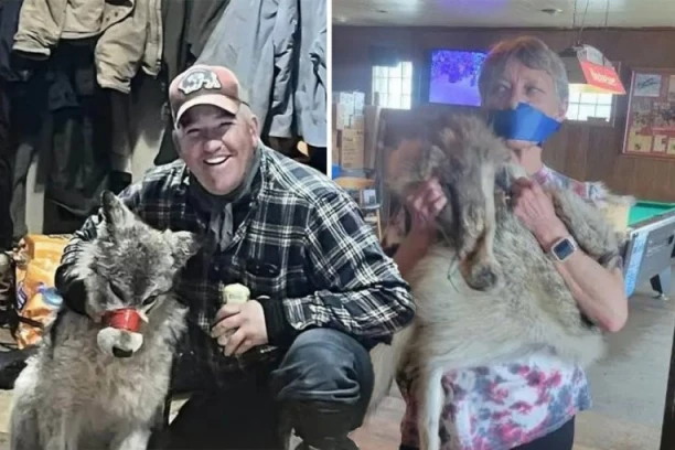 OVO JE ODVRATNO! LOVAC SNIMAO KAKO MUČI VUKA PRE NEGO ŠTO GA UBIJE: Ušao u kafić s njim, hvalio se pa ga UPUCAO (FOTO)