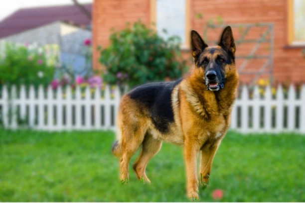 PRIČA O VUČIJAKU LISTERU, MAJORU SA KOŠARA! Kako je njegovo zavijanje obeležilo kraj jedne bitke?