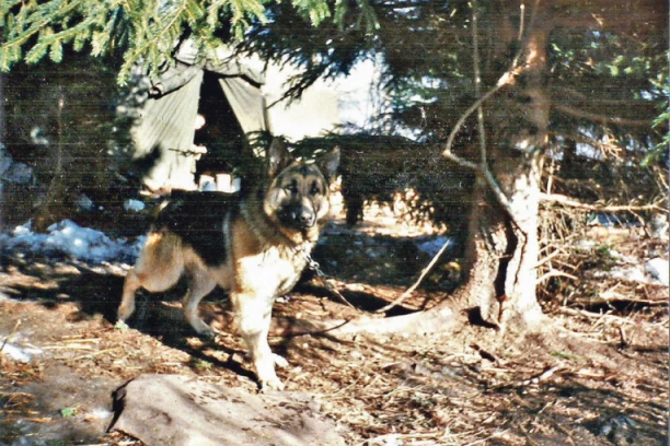 JEZIVO! OTAC IZ LAPOVA ZATEKAO KRVAVOG SINA! U dvorište im ušetao napušteni pas, a onda je usledio HOROR! (FOTO)