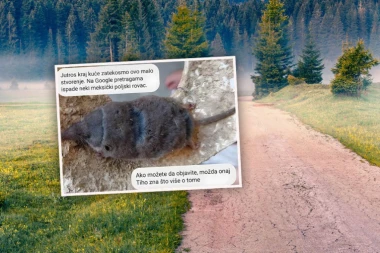 ČOVEK U CRNOJ GORI PORED KUĆE NAŠAO ČUDNU ŽIVOTINJU, PA PITAO INTERNET ŠTA JE, ODGOVORI SU HIT: "RATOBORNA JE i neustrašiva!"