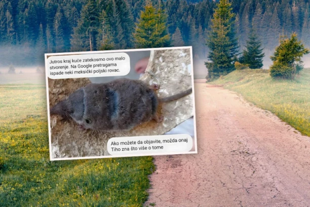 ČOVEK U CRNOJ GORI PORED KUĆE NAŠAO ČUDNU ŽIVOTINJU, PA PITAO INTERNET ŠTA JE, ODGOVORI SU HIT: "RATOBORNA JE i neustrašiva!"