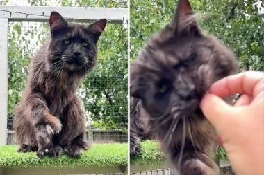 LOKI JE ZVEZDA TIKTOK-A: Evo zbog čega ova maca ima skoro deset miliona pregleda!