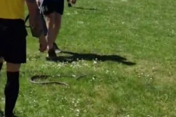 UŽAS: Bilo je zaista neprijatno - ZMIJA PREKINULA FUDBALSKU UTAKMICU! (VIDEO)